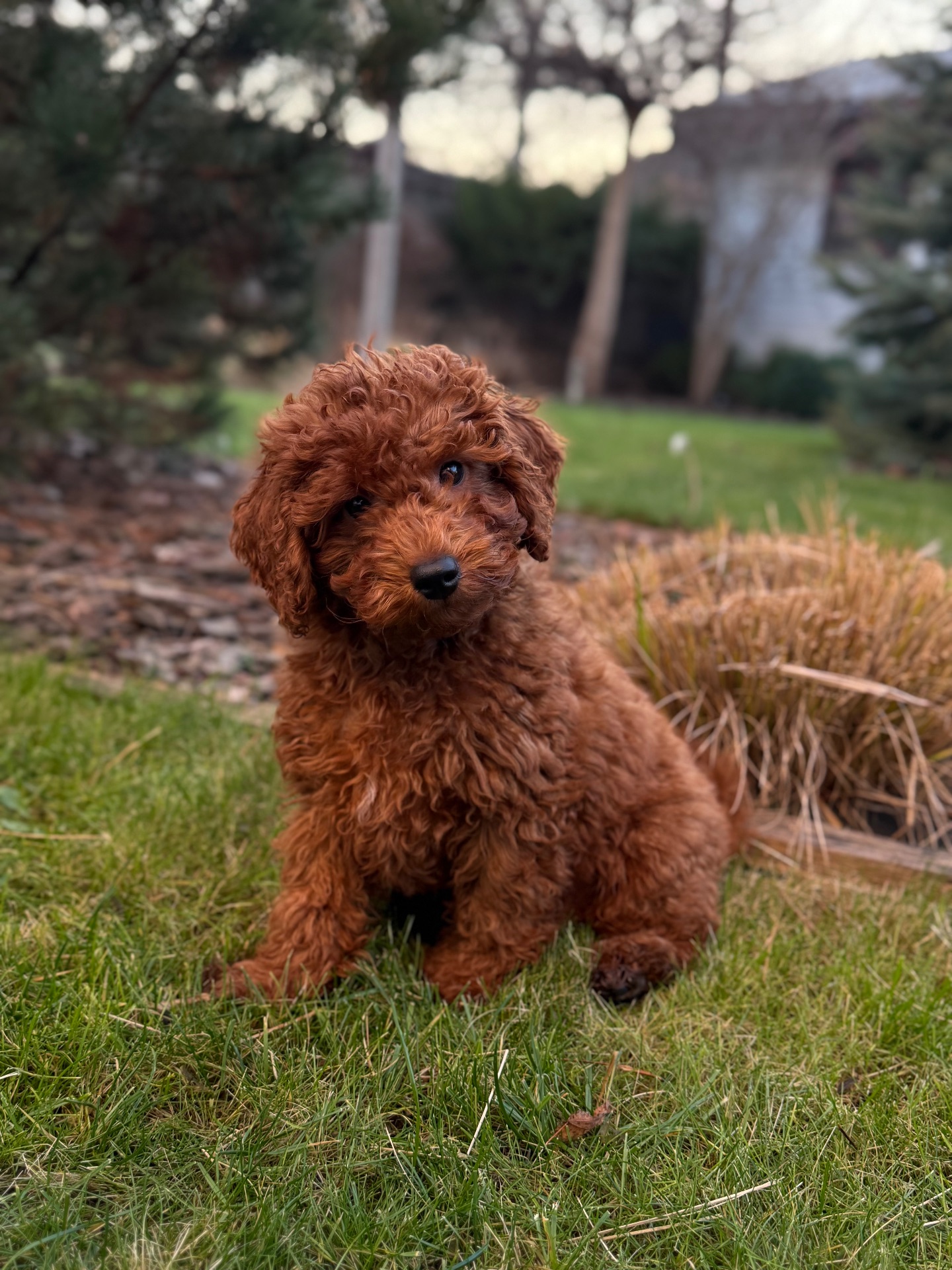 Хлопчик той пудель ред Браун