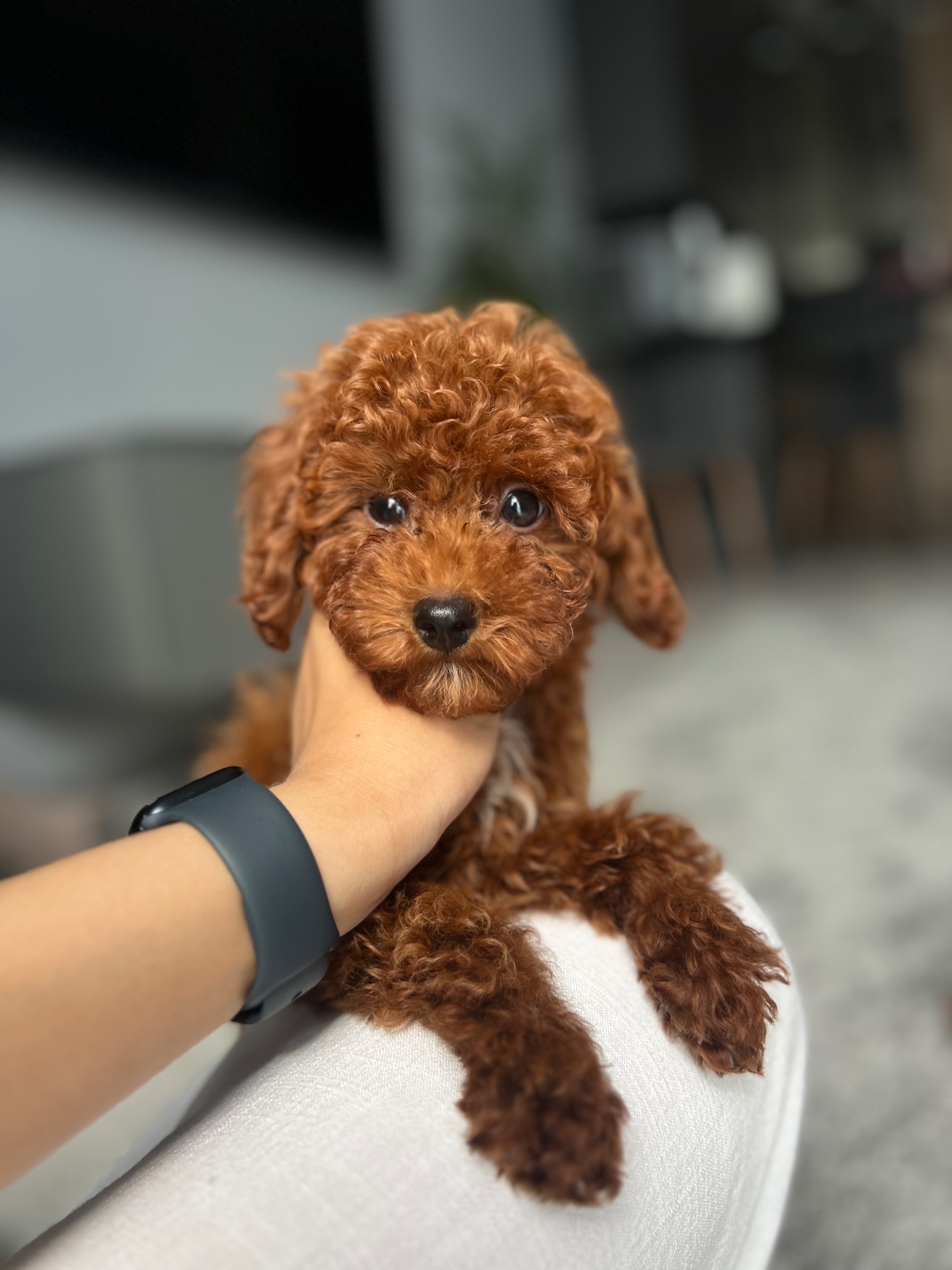 Девочка той пудель Тедди мишка ред Браун