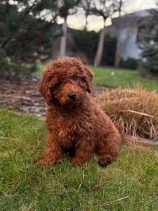 Хлопчик той пудель ред Браун