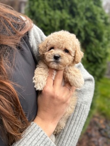 Девочка мини мальтипу ф1 беби фейс