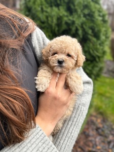 Девочка мини мальтипу ф1 беби фейс