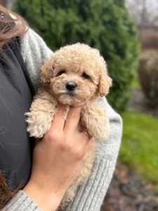 Девочка мини мальтипу ф1 беби фейс