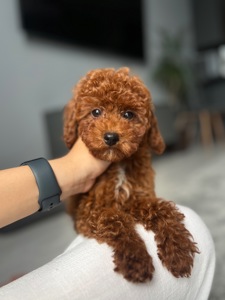 Девочка той пудель Тедди мишка ред Браун