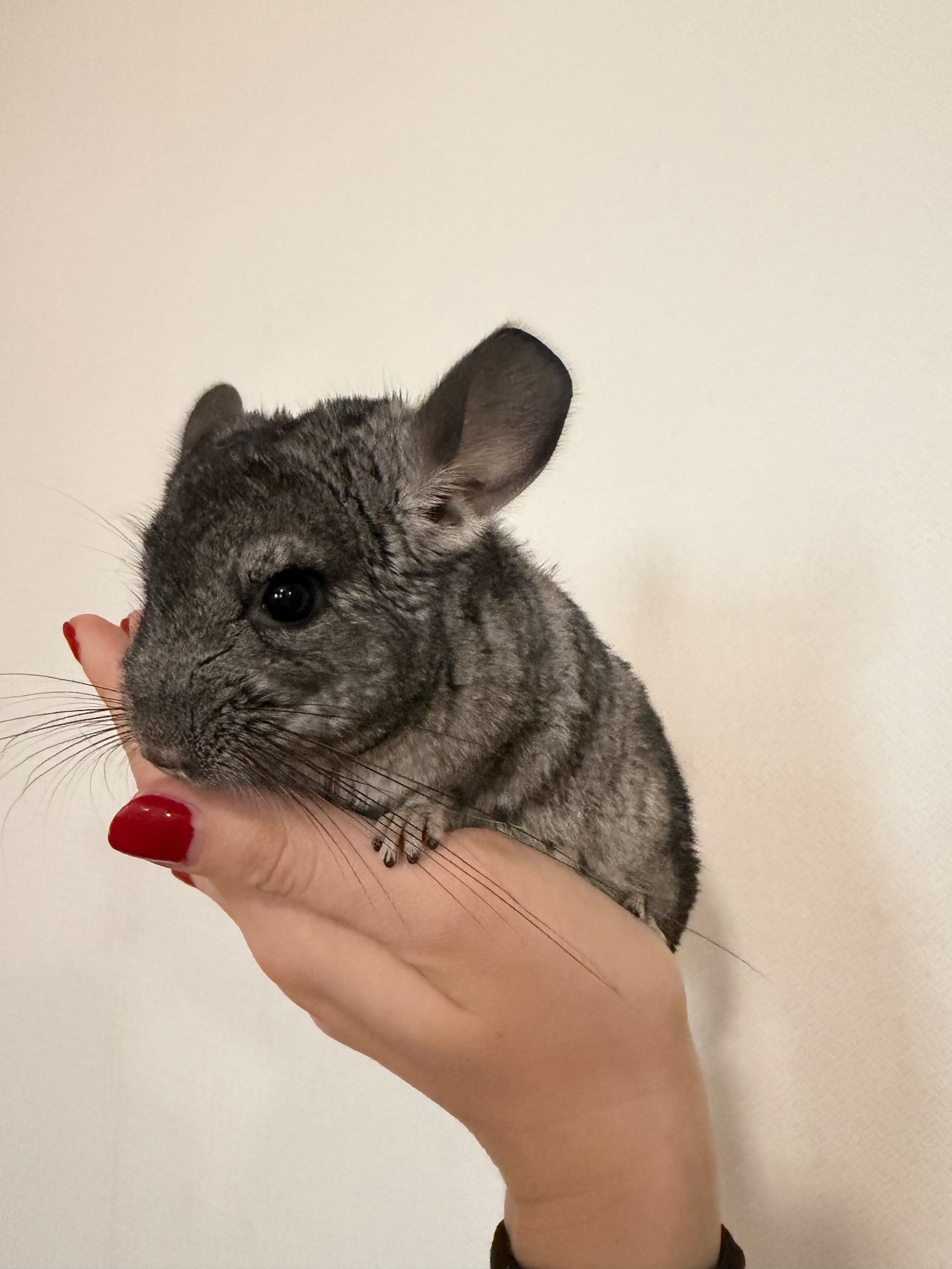 Шиншилла 3 місяців