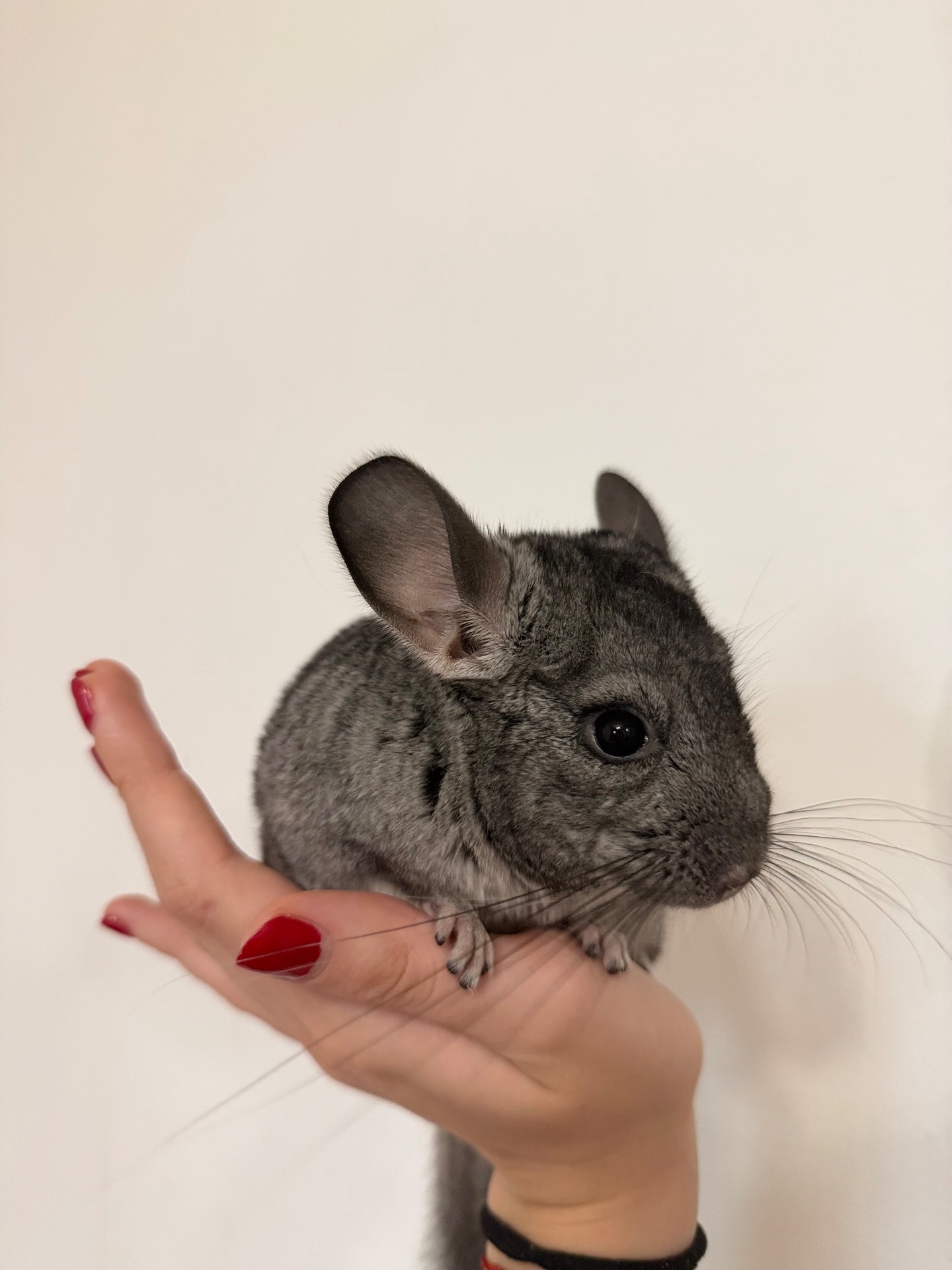 Шиншилла 3 місяців