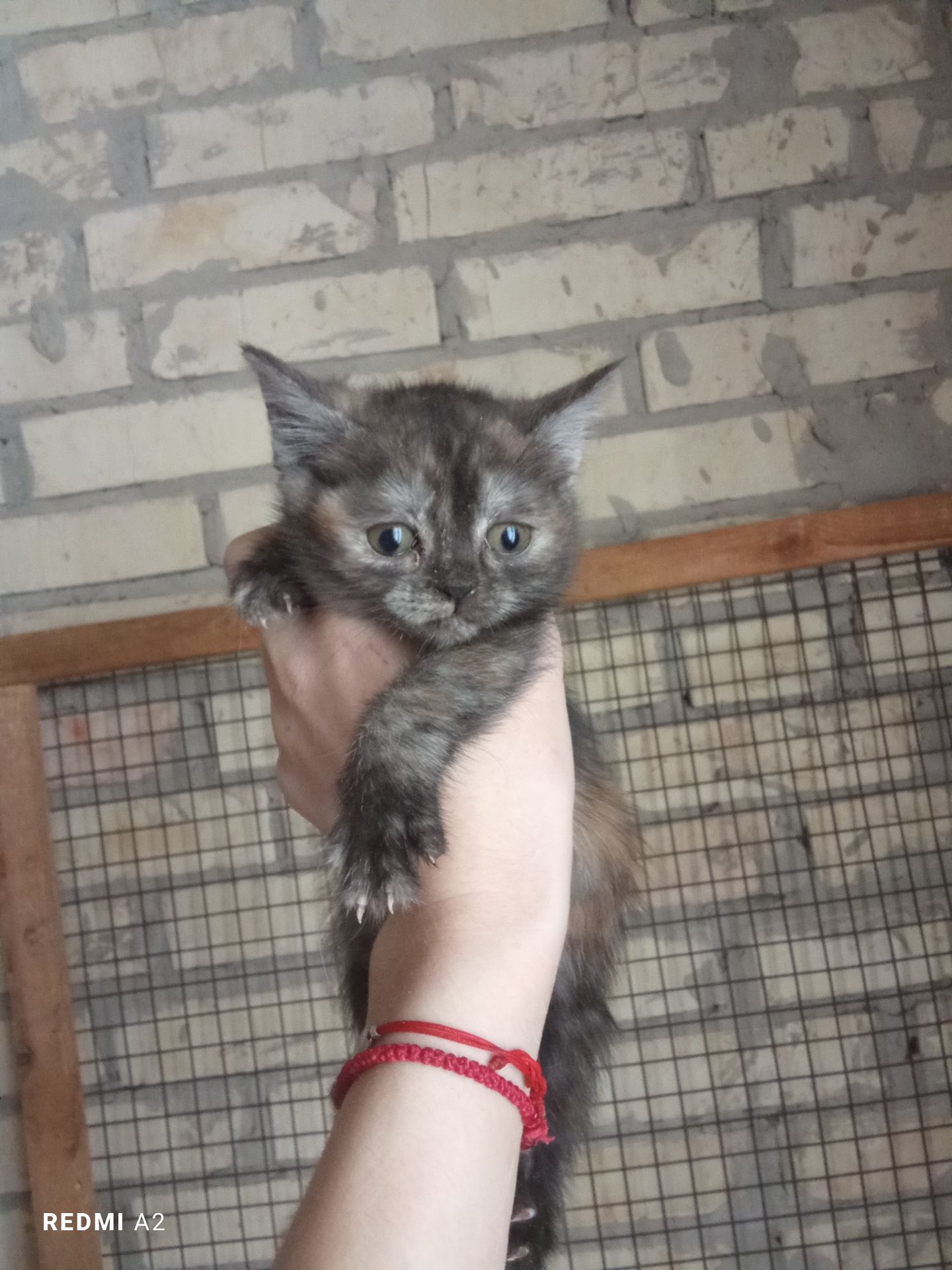 Кошеня в добрі руки