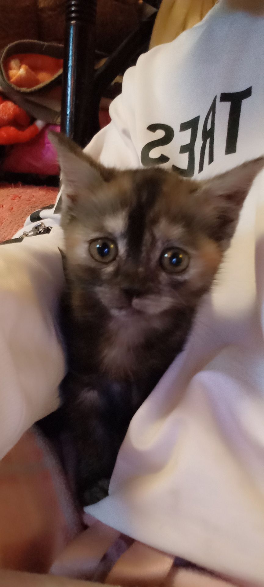 Кошеня в добрі руки