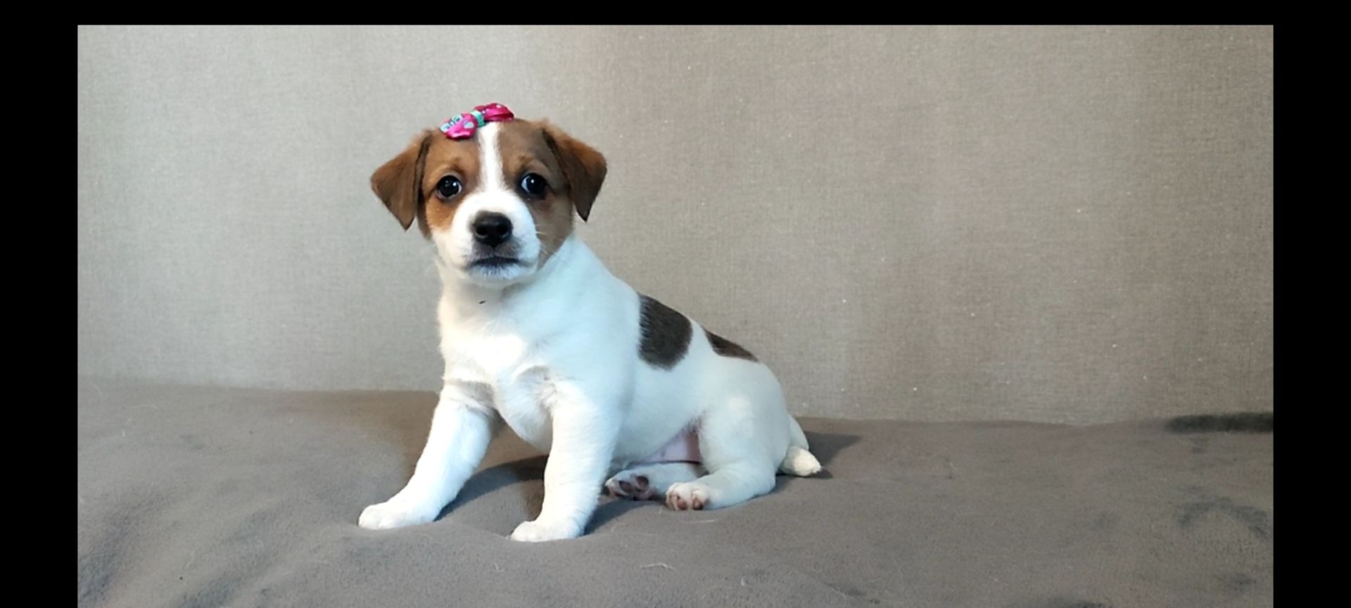 Дівчинка з документами родословною ККУ WKU