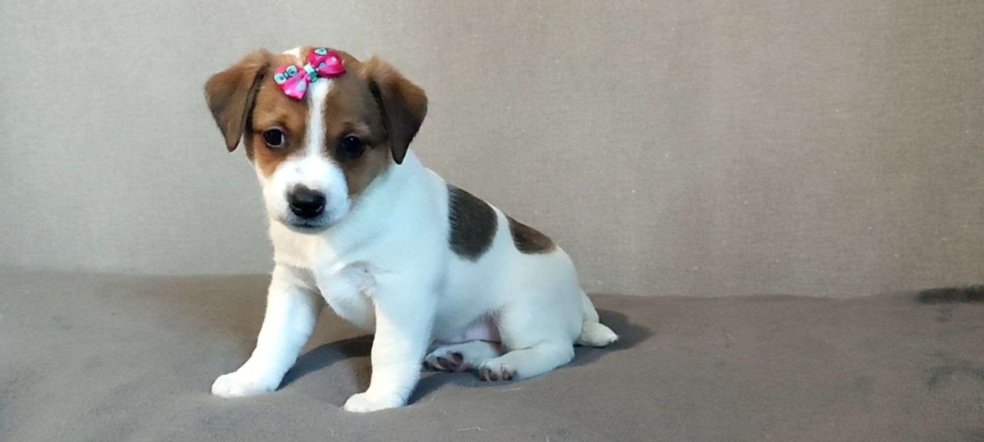 Дівчинка з документами родословною ККУ WKU