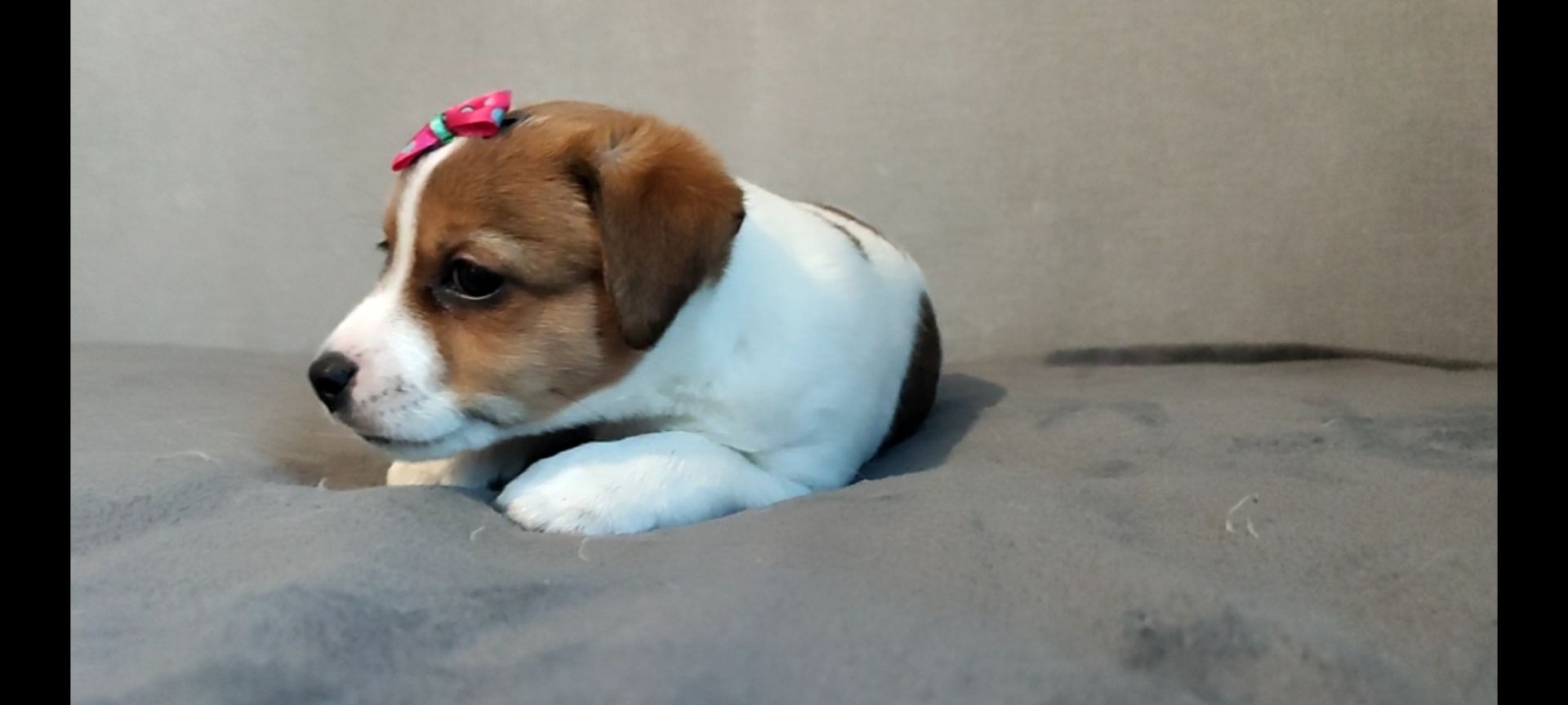 Дівчинка з документами родословною ККУ WKU