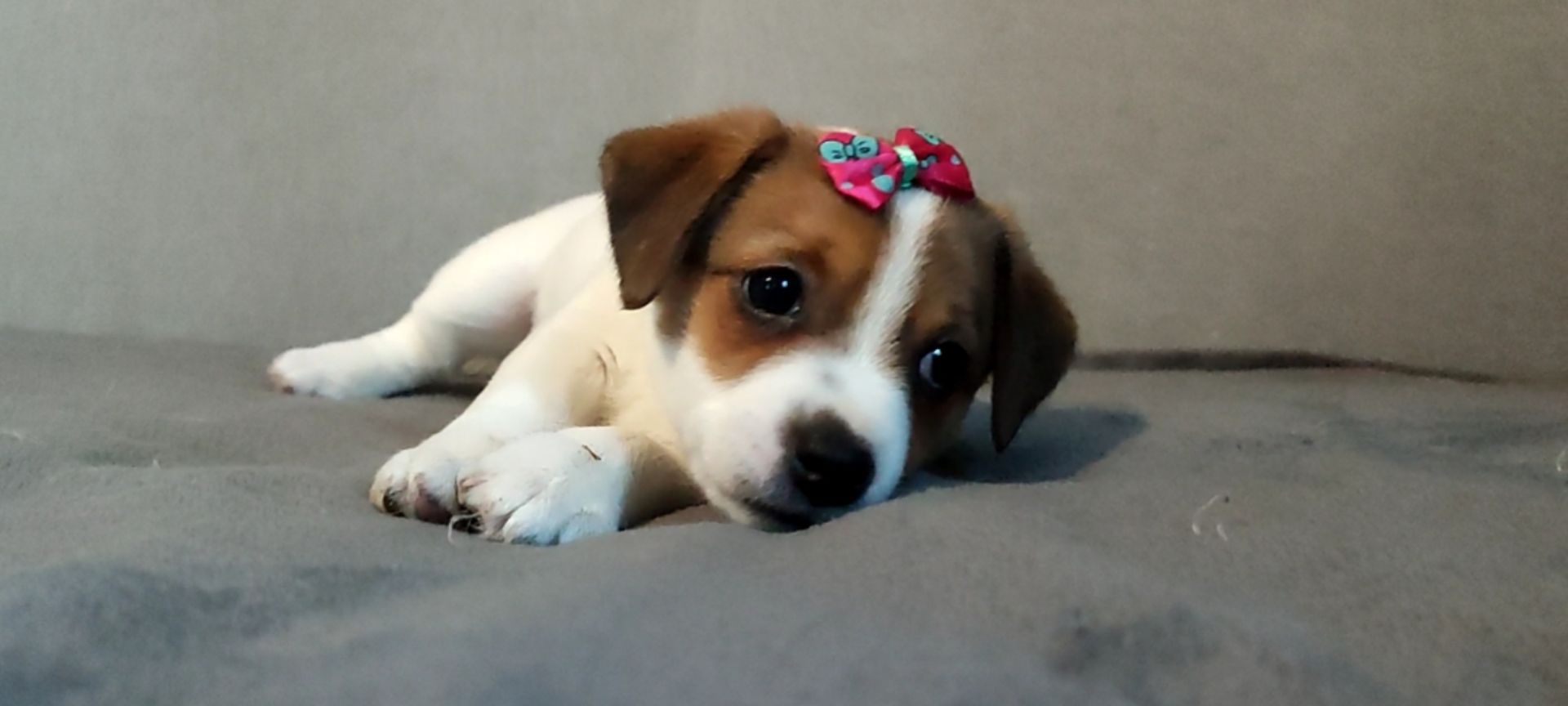 Дівчинка з документами родословною ККУ WKU