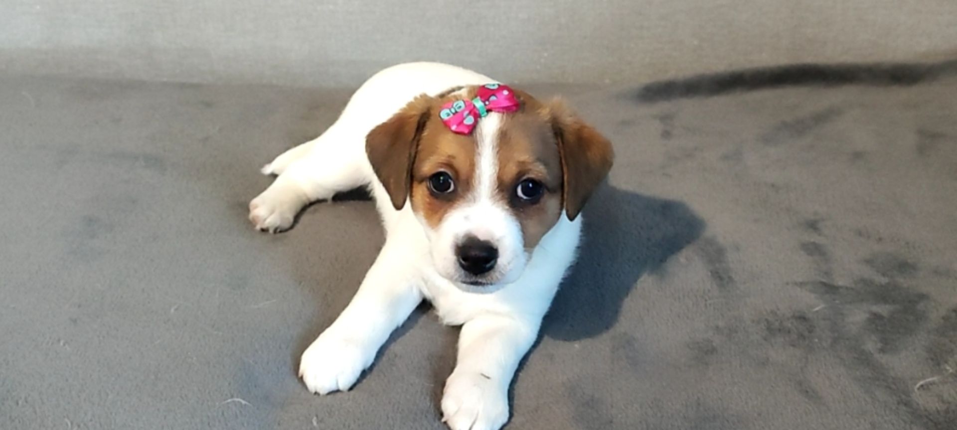 Дівчинка з документами родословною ККУ WKU