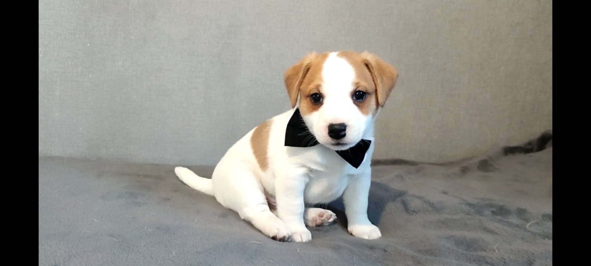 Хлопчик з документами, родословноюККУ WKU