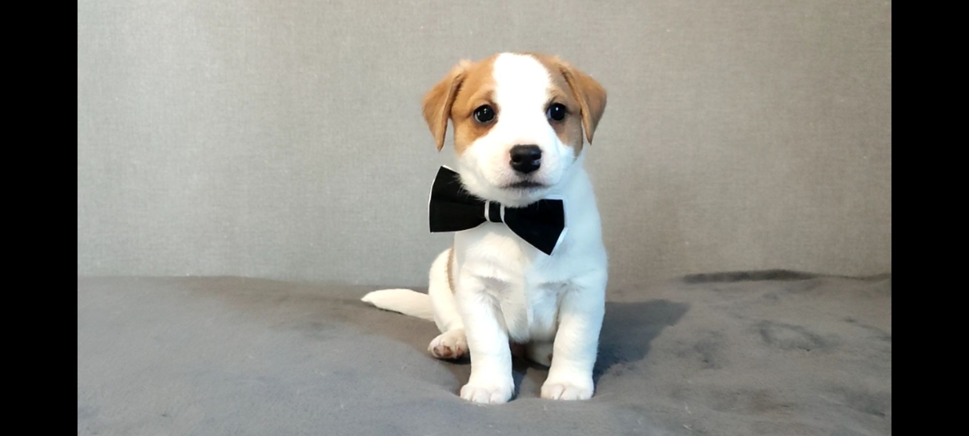 Хлопчик з документами, родословноюККУ WKU