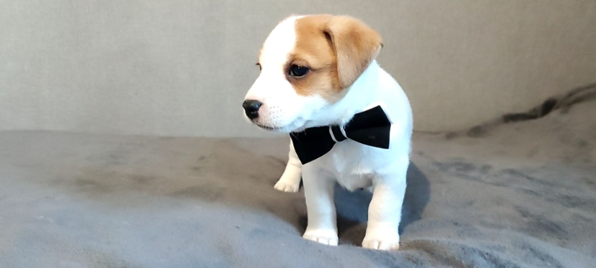 Хлопчик з документами, родословноюККУ WKU