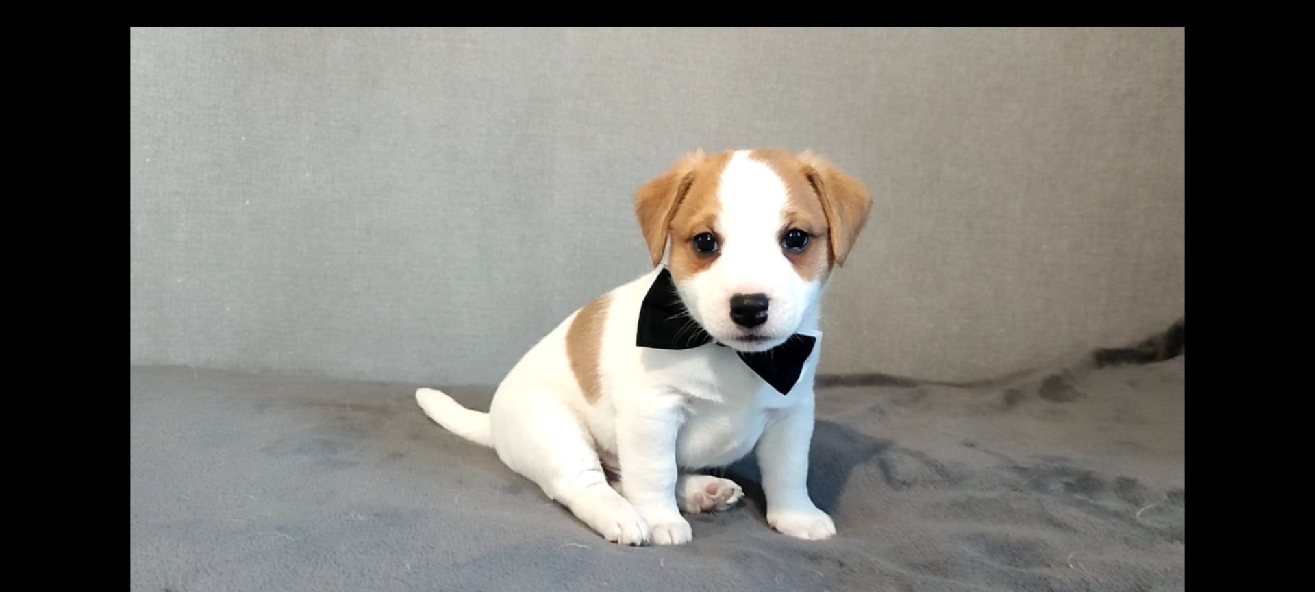 Хлопчик з документами, родословноюККУ WKU