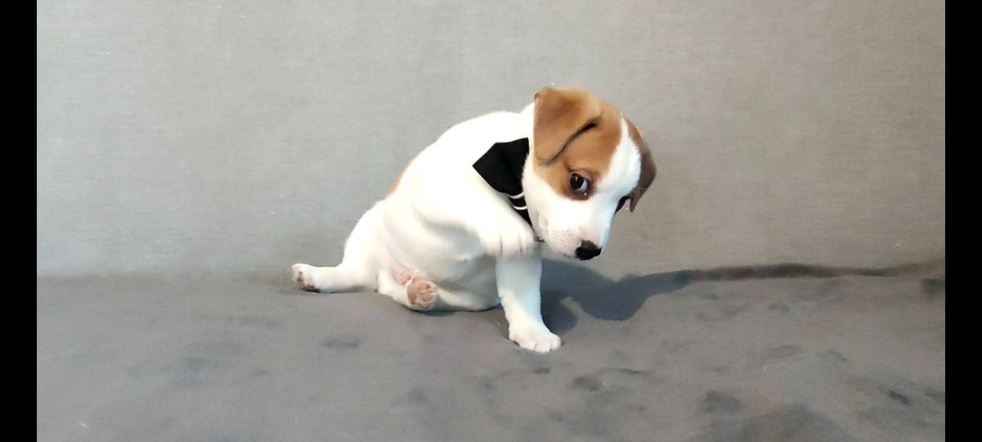 Хлопчик з документами, родословноюККУ WKU