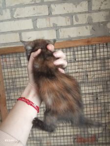 Кошеня в добрі руки