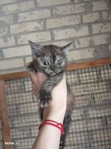 Кошеня в добрі руки