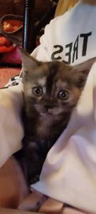 Кошеня в добрі руки