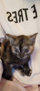 Кошеня в добрі руки