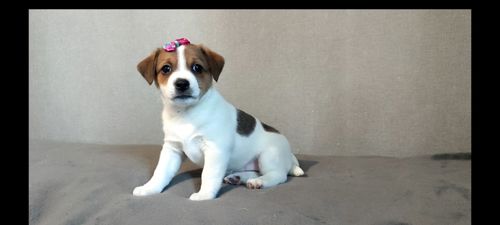 Дівчинка з документами родословною ККУ WKU