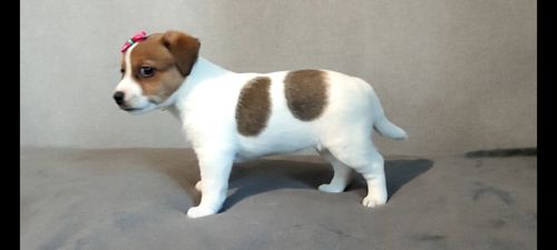 Дівчинка з документами родословною ККУ WKU