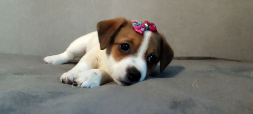 Дівчинка з документами родословною ККУ WKU