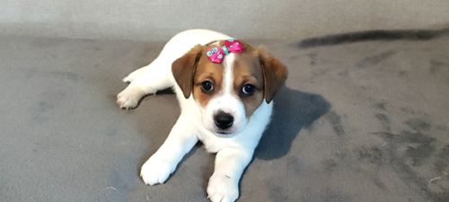 Дівчинка з документами родословною ККУ WKU