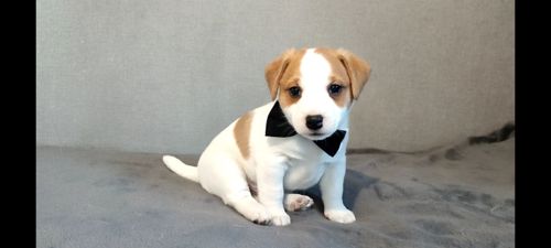 Хлопчик з документами, родословноюККУ WKU