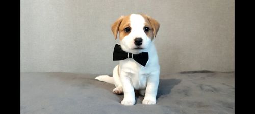 Хлопчик з документами, родословноюККУ WKU