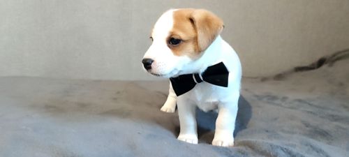 Хлопчик з документами, родословноюККУ WKU