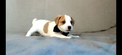 Хлопчик з документами, родословноюККУ WKU