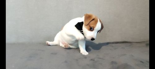 Хлопчик з документами, родословноюККУ WKU