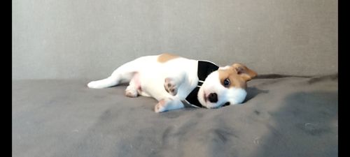 Хлопчик з документами, родословноюККУ WKU