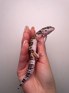Еублефар, геккон эублефар, улыбающая ящерица, леопардовый геккон