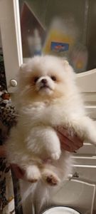 Померанский Шпиц Арнольд