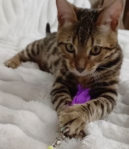 Клубні бенгальські кошенята