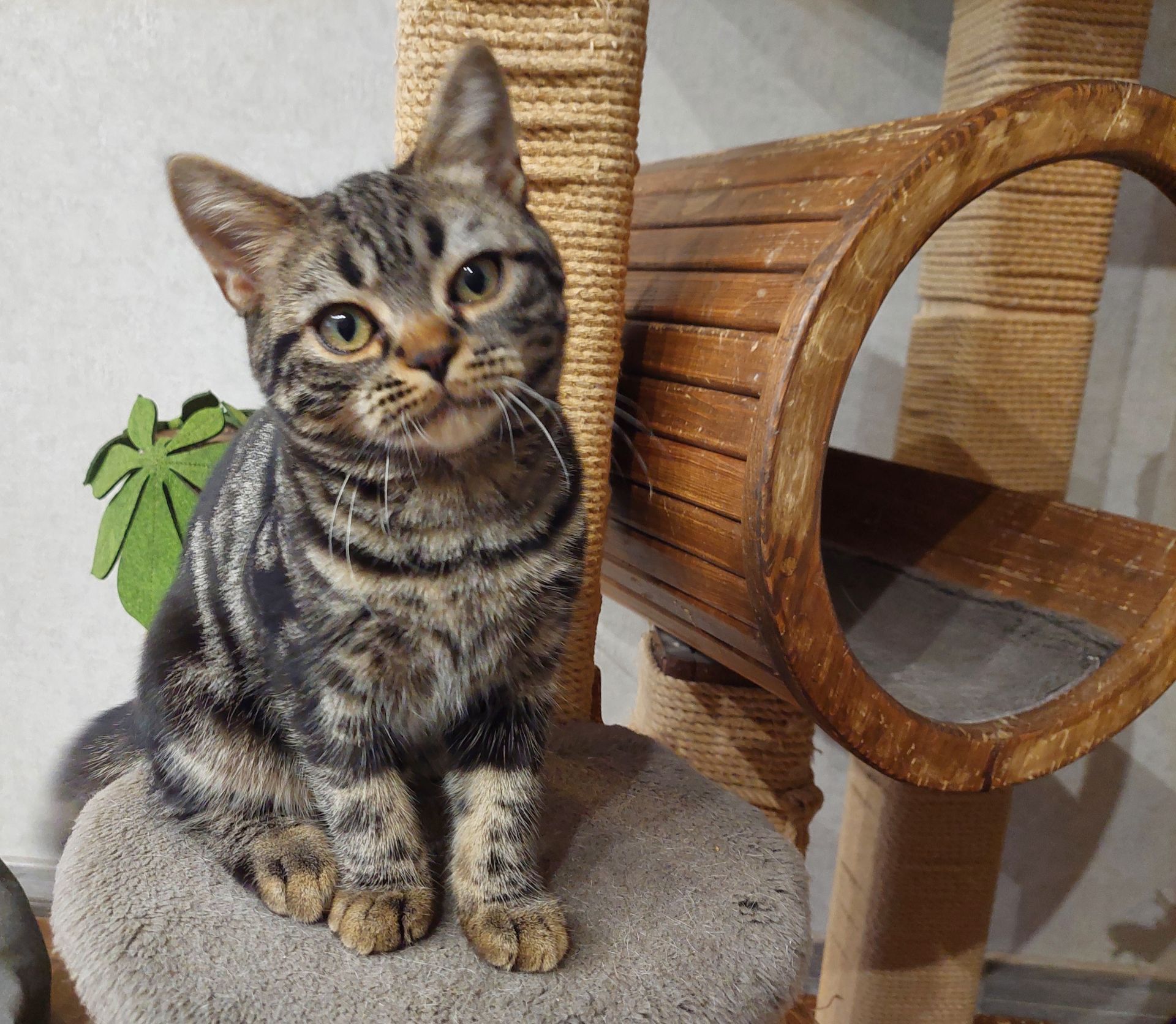 Американська короткошерста дівчинка Яна