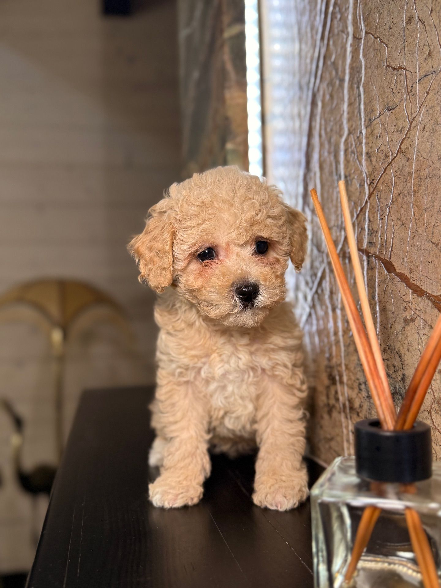 Дівчинка мальтіпу ф1 міні