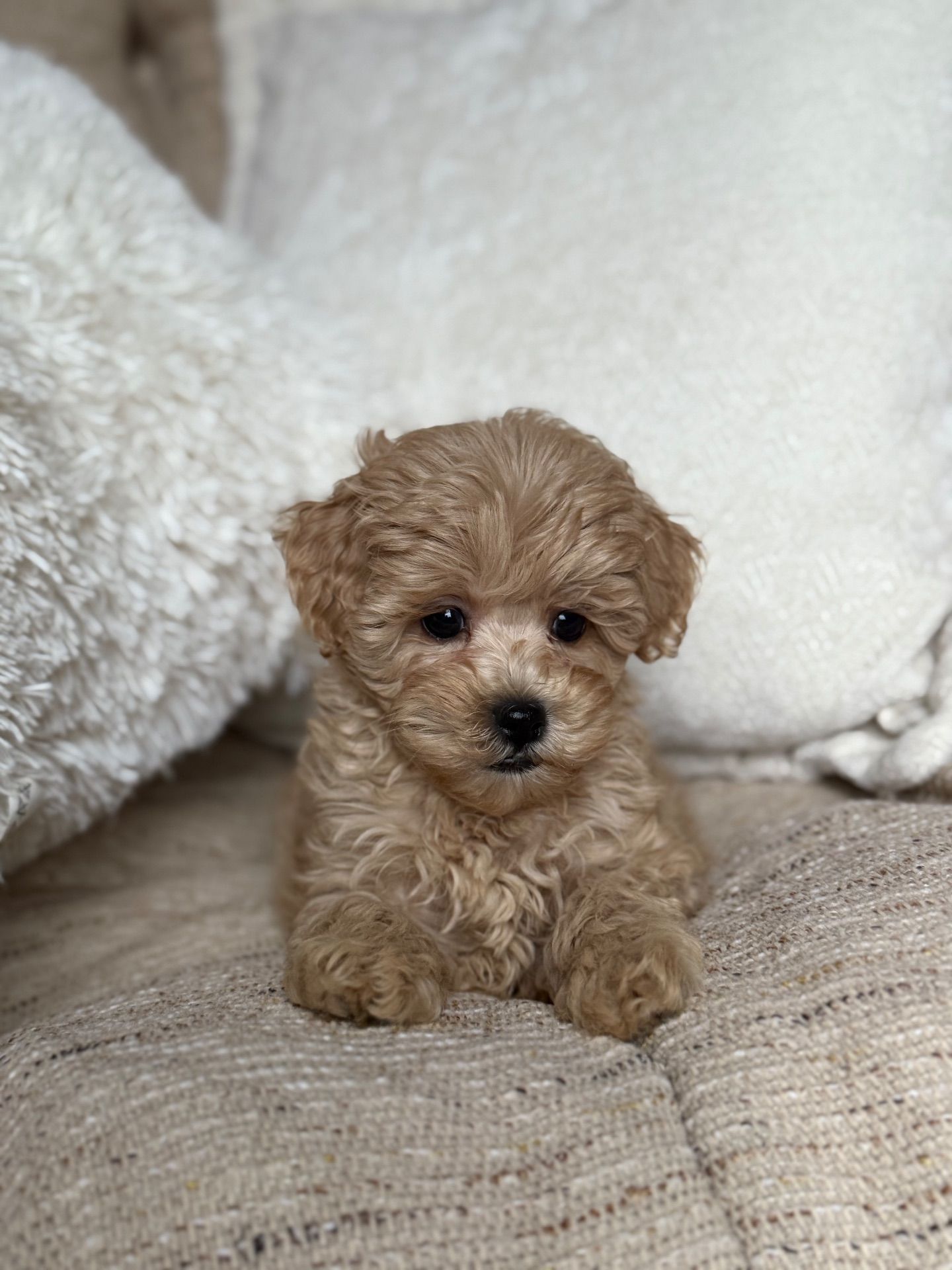 Девочка мальтипу ф1 мини беби фейс