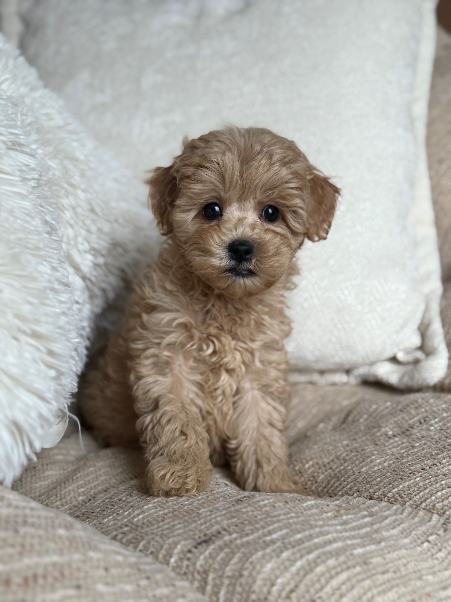 Девочка мальтипу ф1 мини беби фейс