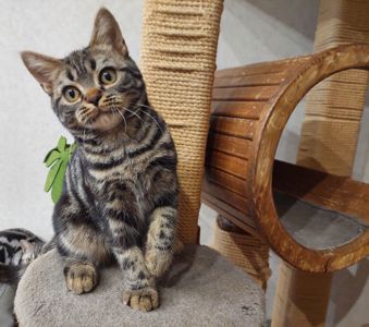 Американська короткошерста дівчинка Яна