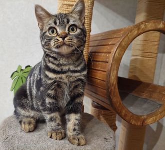 Американська короткошерста дівчинка Яна