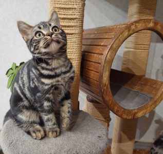 Американська короткошерста дівчинка Яна