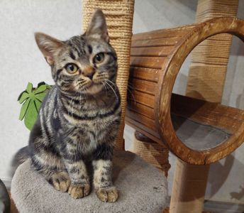 Американська короткошерста дівчинка Яна