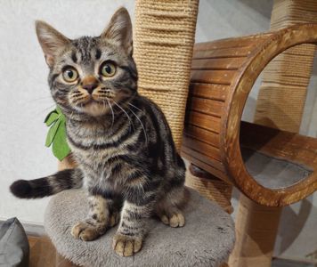 Американська короткошерста дівчинка Яна