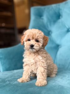 Міні дівчинка мальтіпу ф1 бебі Ніца у Києві