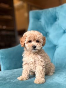 Міні дівчинка мальтіпу ф1 бебі Ніца у Києві