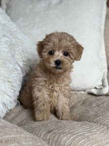 Девочка мальтипу ф1 мини беби фейс